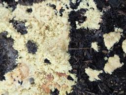 Didymium mucilago