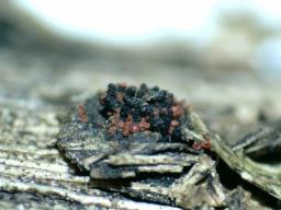 Pseudocosmospora eutypellae