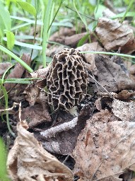 Morchella vulgaris