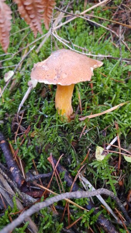 Suillus variegatus