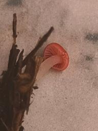 Atheniella adonis