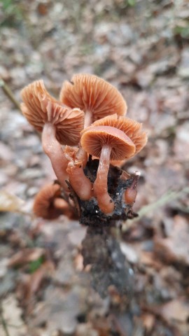Tubaria furfuracea