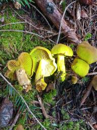 Cortinarius venetus