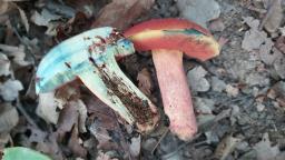 Rubroboletus dupainii