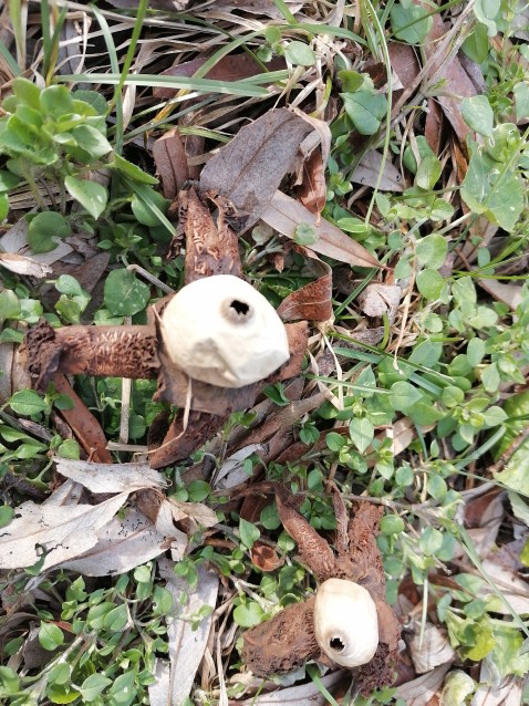 Geastrum quadrifidum