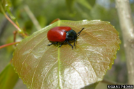 Chrysomela tremula