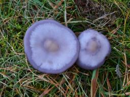 Collybia sordida