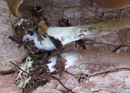 Entoloma hirtipes