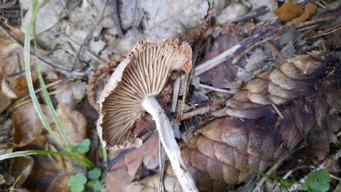 Collybiopsis peronata