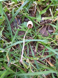 Conocybe apala