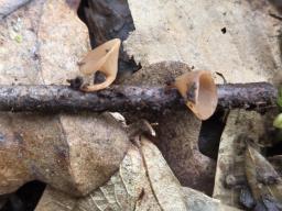 Rutstroemia bolaris