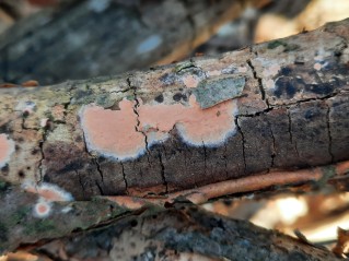 Peniophora incarnata