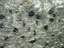 Hercospora tiliae