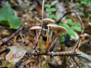 Mycetinis scorodonius