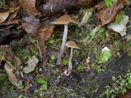 Kuehneromyces lignicola