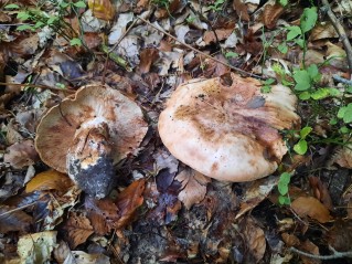 Tricholoma colossus