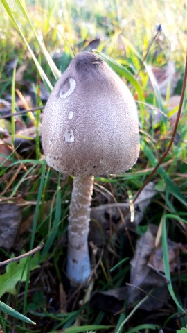 Macrolepiota mastoidea