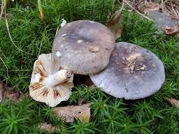 Russula parazurea