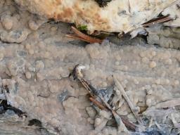Radulomyces confluens
