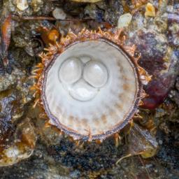 Cyathus striatus