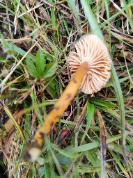 Gliophorus laetus
