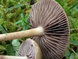 Protostropharia luteonitens