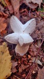 Apioperdon pyriforme