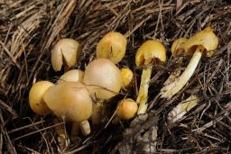 Bolbitius titubans