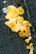 Guepiniopsis buccina