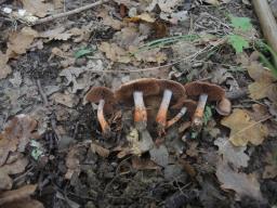 Cortinarius bulliardii