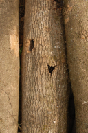Neonectria ditissima