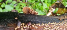 Schizophyllum amplum