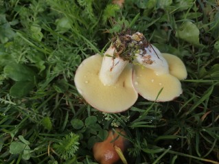 Suillus granulatus