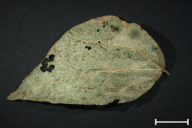 Uromyces appendiculatus