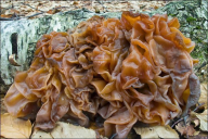 Phaeotremella foliacea