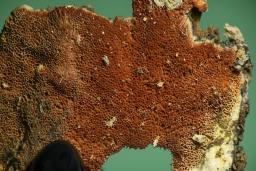 Gloeoporus taxicola