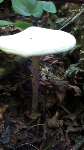 Tricholoma evenosum