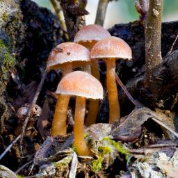 Tubaria furfuracea