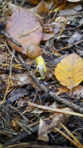 Tolypocladium capitatum