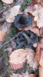 Craterellus cornucopioides