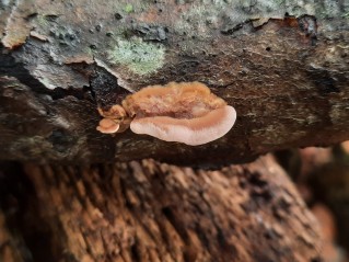 Metuloidea fragrans