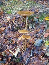 Hymenopellis radicata