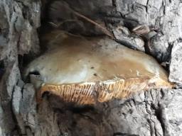 Cyclocybe cylindracea