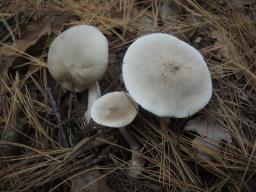 Ampulloclitocybe clavipes