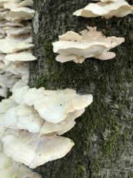 Trametes pubescens