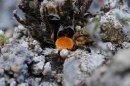 Octospora leucoloma