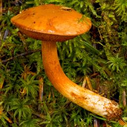 Chalciporus piperatus