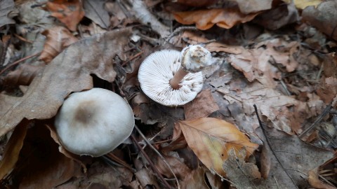 Rhodocollybia asema