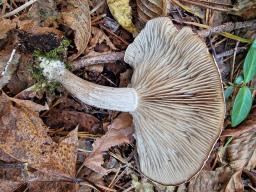 Atractosporocybe inornata