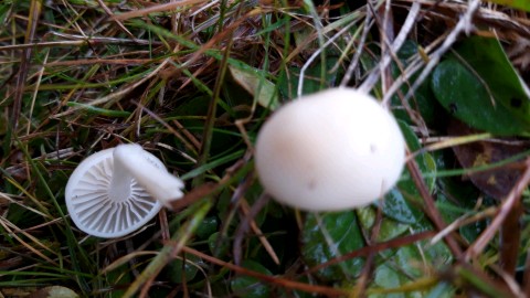 Cuphophyllus russocoriaceus